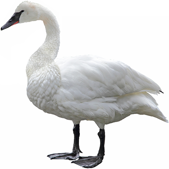 Trumpeter Swan
