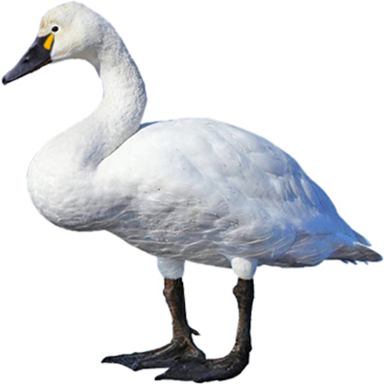 Tundra Swan Breeds