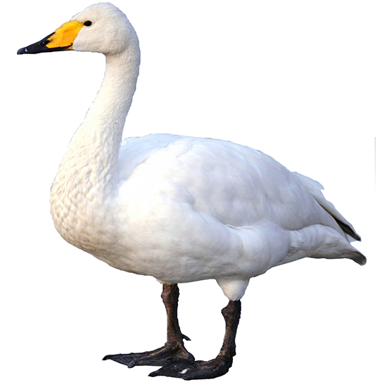 Whooper Swan