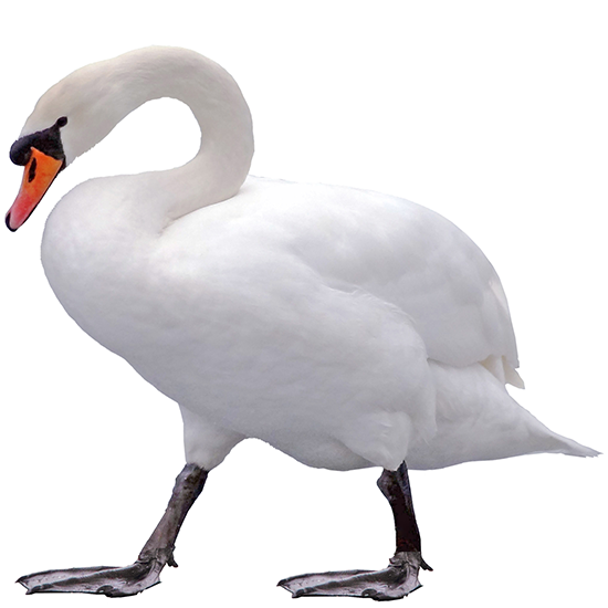 Swan Breeds