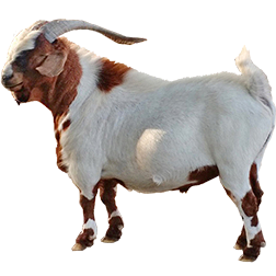 Meat Goat Breeds