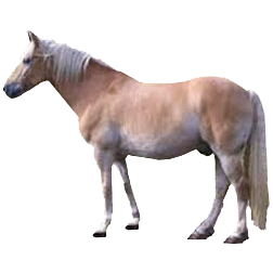 Basotho Pony