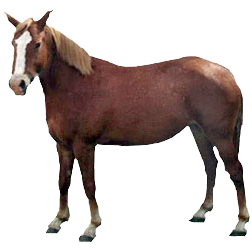 Nooitgedacht Pony