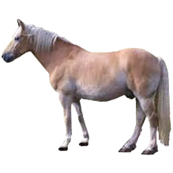  African Pony Breeds