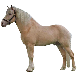 American Cream Draft Horse