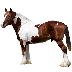 North American Spotted Draft Horse