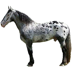 Sugarbush Draft Horse