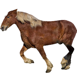 Ban-ei Draft Horse