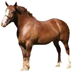 Heihe Draft Horse