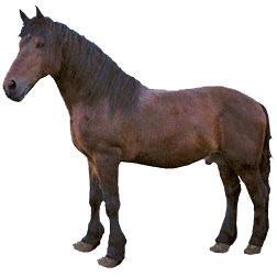 Jinzhou Pony
