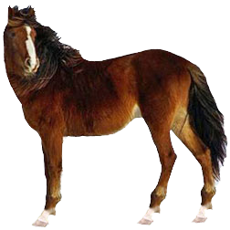 Kazakh Pony