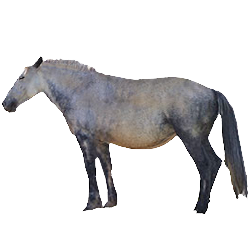 Tibetan Pony