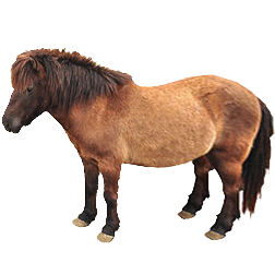 Tokara Pony