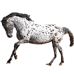 Altai Pony