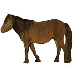Balikun Pony