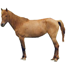 Batak Pony