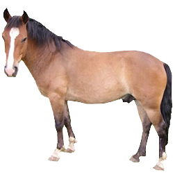Bhutia Pony