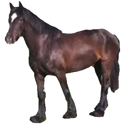 Burmese Pony