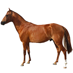 Caspian Pony