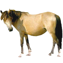 Cheju Pony