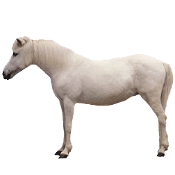 Chinese Guoxia Pony