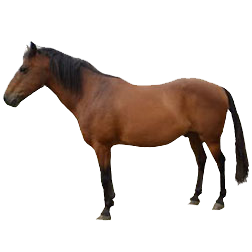 Flores Pony