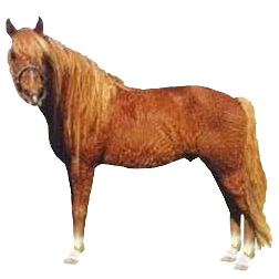 Gayoe Pony