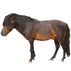 Guangxi Pony