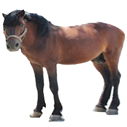Guizhou Pony