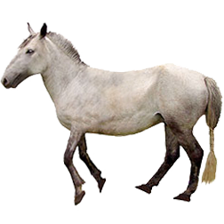 Hequ Pony