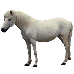 Hokkaido Pony