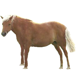 Java Pony