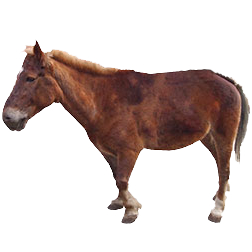 Lijiang Pony