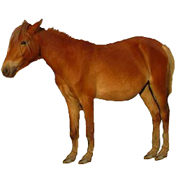 Manipuri Pony