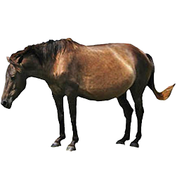 Misaki Pony