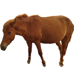 Miyako Pony