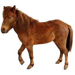 Noma Pony
