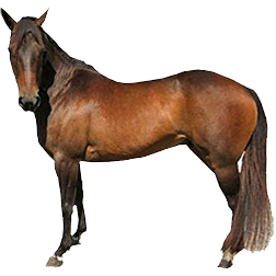 Sandalwood Pony