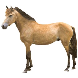 Sumba Pony