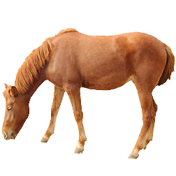 Taishu Pony