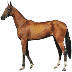 Yangi Pony