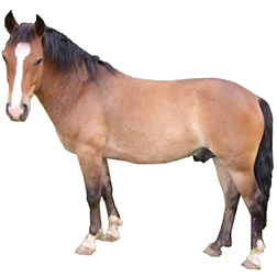  Asian Pony Breeds