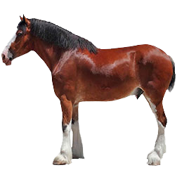 Clydesdale Draft Horse