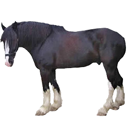 Shire Draft Horse