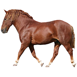 Suffolk Punch Draft Horse