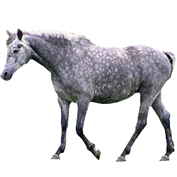 Connemara Pony