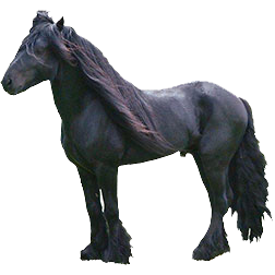 Fell Pony
