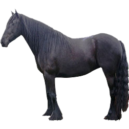 Dales Pony