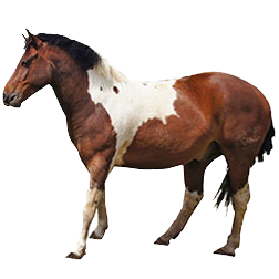 Dartmoor Pony