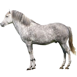 Eriskay Pony